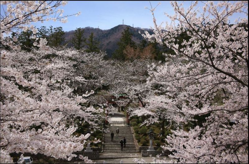 khung cảnh ngập tràn sắc hồng tại đền khi mùa hoa anh đào đến